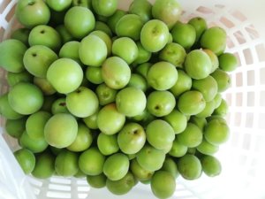 畑で採れた梅の実