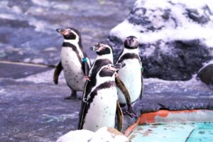 身体を冷えから守ってクーラー病を防ぐ