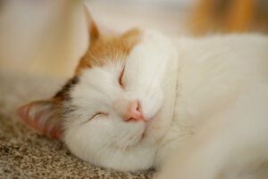 温活には睡眠も重要