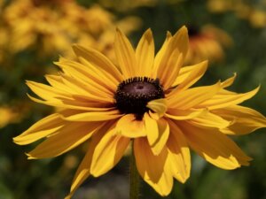 暑くなる前に暑熱馴化