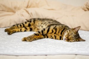 寝違えは安静に