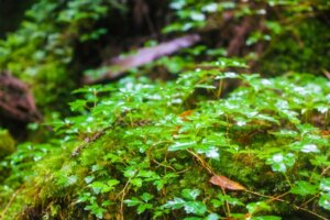 自律神経失調症にも鍼灸を