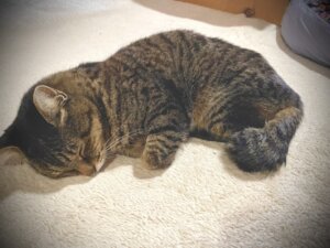 ランニングは休止中