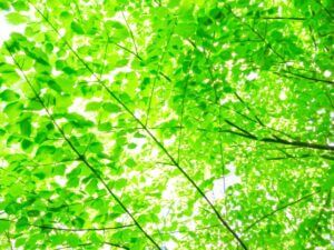 自然治癒力を引き出す鍼灸