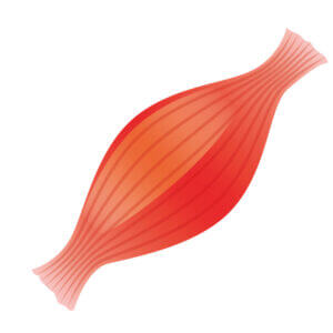 筋肉の損傷には鍼灸を