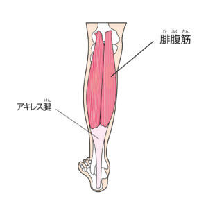 骨と筋肉を繋ぐ腱