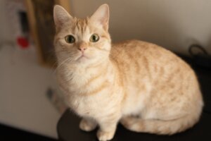 猫背などの不良姿勢