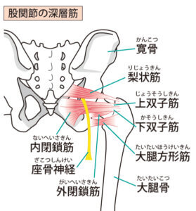 深層外旋六筋の一つである梨状筋