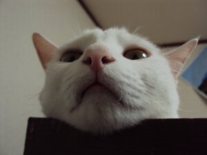 あごの痛み、顎関節症