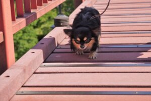 自衛官はビビリが多い