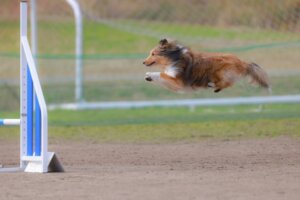 鍼灸師としての収入のハードル