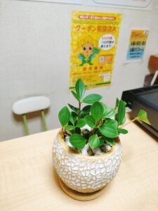 観葉植物
