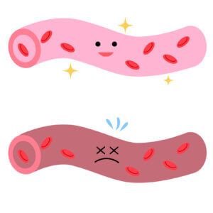 毛細血管の隅々にまで血液を生きたらせる