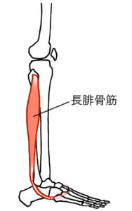 長腓骨筋は足裏に痛みが出る事も