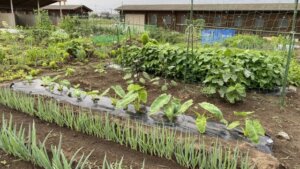 畑仕事とウォーキング