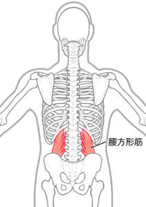 腰を捻る時に使う腰方形筋