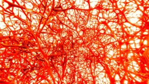 血管の99％は毛細血管