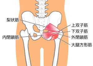 つま先を外側に向ける外旋筋